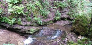Val del Boja e Sentiero Braggion a Campotamaso di Valdagno, un fresco bosco dove sognare val del boja
