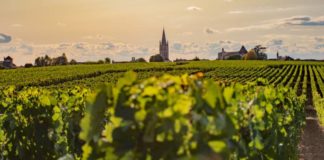 Vini francesi pregiati bianchi e rossi. “Wine Specialists Journal”: Bordeaux e Loira da Tripla A