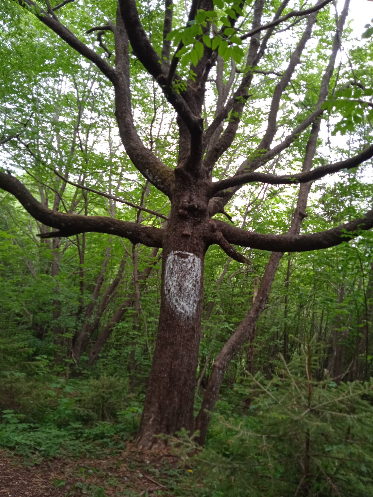 albero sacro