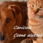 Canicola. Come aiutare cani e gatti