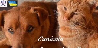 Canicola. Come aiutare cani e gatti