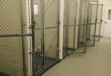 Roma, Lndc Animal Protection scrive a Gualtieri per la morte di Rocky: “Canili della Capitale allo sbando” canili roma