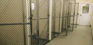 Roma, Lndc Animal Protection scrive a Gualtieri per la morte di Rocky: “Canili della Capitale allo sbando” canili roma