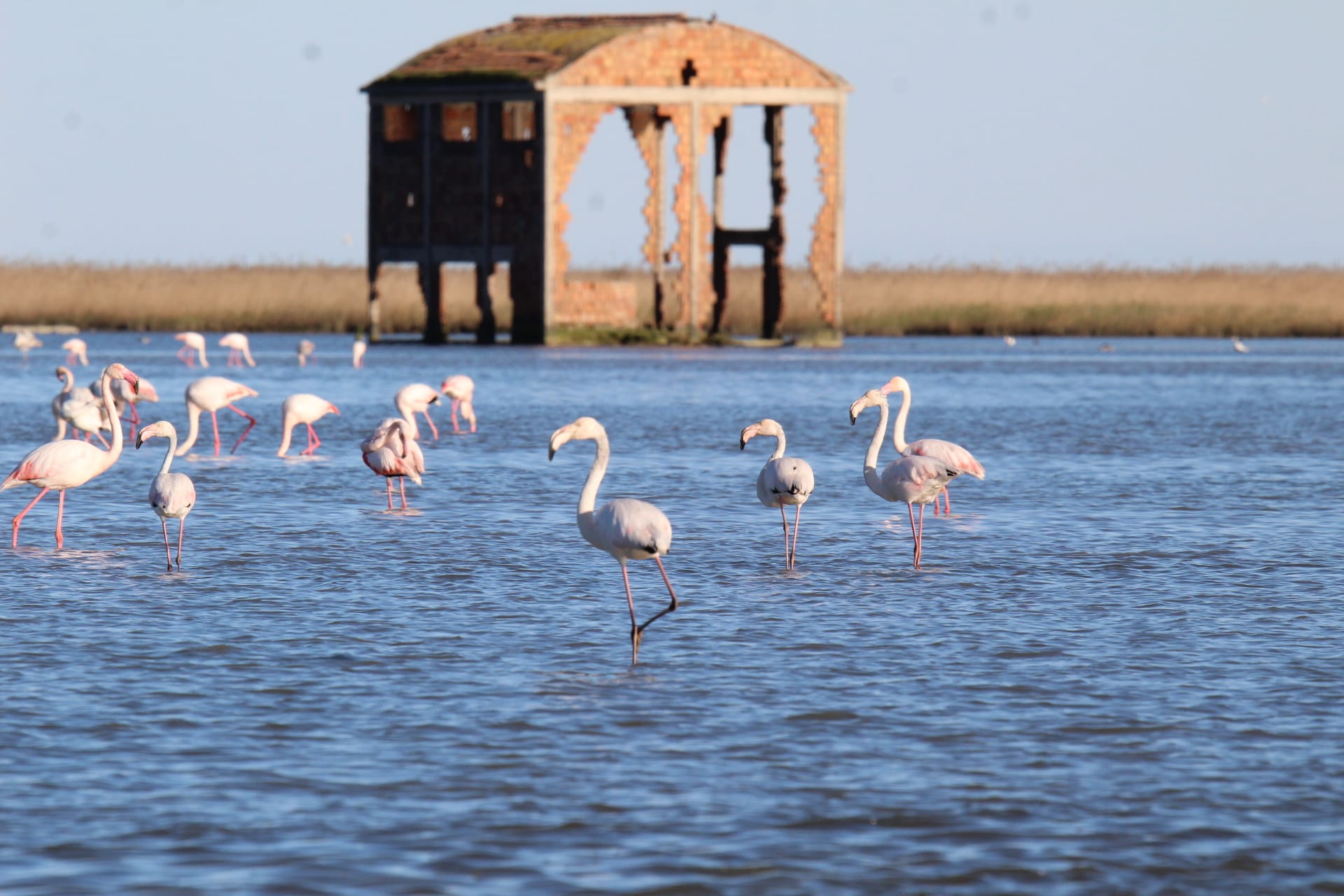 fenicotteri rosa