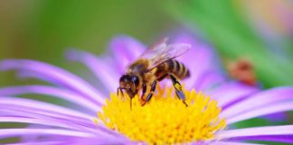 20 maggio, Giornata Mondiale delle Api: dal Veneto iniziative ed appelli giornata mondiale api