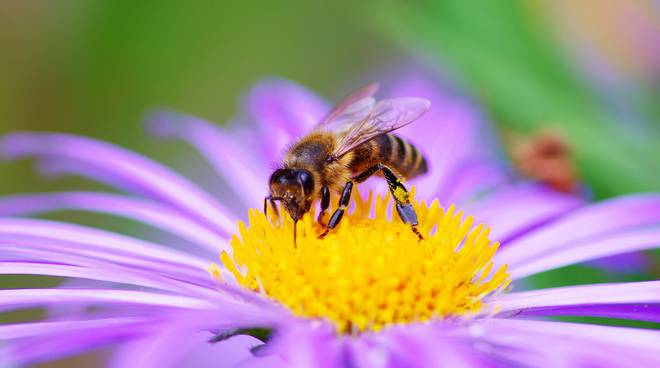 giornata mondiale api