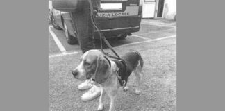 Cane smarrito salvato dalla polizia locale di Vicenza: attività “sociale” e non solo operazioni di contrasto allo spaccio e al degrado Cane smarrito e ritrovato