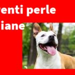 Aduc. Irriverenti perle quotidiane