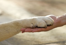 Vicenza, si è svolto il convegno sulla Pet Therapy dell’Istituto “Bartolomeo Montagna” pet therapy vicenza
