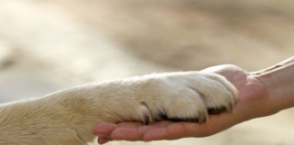 Vicenza, si è svolto il convegno sulla Pet Therapy dell’Istituto “Bartolomeo Montagna” pet therapy vicenza