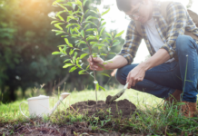 Incontro di Legambiente a Schio: “Stop consumo del suolo” piantare alberi suolo schio verde vicenza