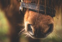A cavallo di un pony per Roma, animale stremato: la denuncia degli animalisti pony roma