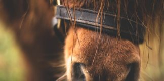 A cavallo di un pony per Roma, animale stremato: la denuncia degli animalisti pony roma