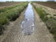 Veneto: si aggravano siccità e meteo. Il caldo resiste, ma arrivano i temporali Crisi idrica, siccità veneto viacqua confagricoltura