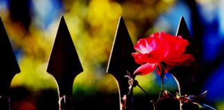 ‘Relazioni affettive in carcere’: basta palliativi al disagio