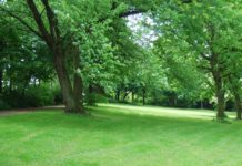 Giornata Ambiente. Vademecum dell’Ordine degli agronomi e forestali per la gestione del verde pubblico e privato Giornata Ambiente