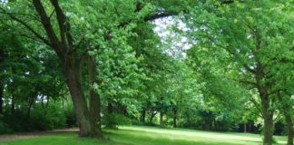 Giornata Ambiente. Vademecum dell’Ordine degli agronomi e forestali per la gestione del verde pubblico e privato Giornata Ambiente