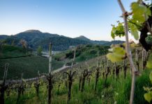 Pieve del Grappa contro il Prosecco. Zanoni (EV): “Troppi i danni ambientali e sanitari provocati dalla viticoltura intensiva” asolo rosenheim prosek prosecco