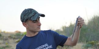 Tra Licata e Agrigento vivono serpenti Boa delle sabbie: ne ha salvati tre piccoli e unu adulto Sebastian Colnaghi, siracusano di 21 anni Boa delle sabbie fotografato con Sebastian Colnaghi a maggio 2022