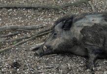 Dreosto (Lega): troppa inerzia su Peste suina africana, l’Italia rischia il default del comparto suinicolo peste suina africana veneto abbattimento cinghiali