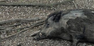 Peste suina: il Veneto ha il suo piano di prevenzione e interventi urgenti. Ancora non segnalati casi peste suina africana veneto abbattimento cinghiali