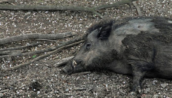 peste suina africana veneto abbattimento cinghiali