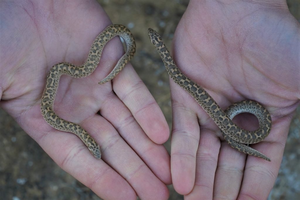 Due serpenti Boa delle sabbie