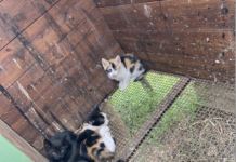 Gattini abbandonati, LAV Bassano: “in 4 scaricati da un’auto a San Giacomo di Romano d’Ezzelino. Ricordiamo che si tratta di reato penale” Gattini abbandonati e salvati