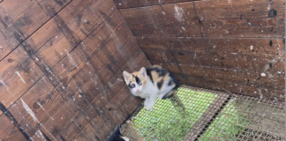 Gattini abbandonati, LAV Bassano: “in 4 scaricati da un’auto a San Giacomo di Romano d’Ezzelino. Ricordiamo che si tratta di reato penale” Gattini abbandonati e salvati