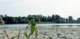 Giornata mondiale Ambiente, 28% Italia a rischio desertificazione: l’allarme