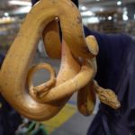 Gdf Roma: maxi-sequestro in tutta Italia di specie animali e vegetali in via di estinzione. Verbalizzate 50 società animali