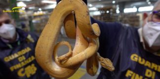 Gdf Roma: maxi-sequestro in tutta Italia di specie animali e vegetali in via di estinzione. Verbalizzate 50 società animali