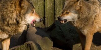 La morale negli animali. Una riflessione sulla responsabilità da Charles Darwin a Konrad Lorenz La morale negli animali, credits biopills.net