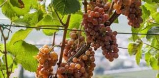 Pinot grigio, Turbiana e Rondinella del nord-est. “Wine Specialists Journal”: tra vitigni autoctoni e internazionali Pinot grigio, credits winedharma