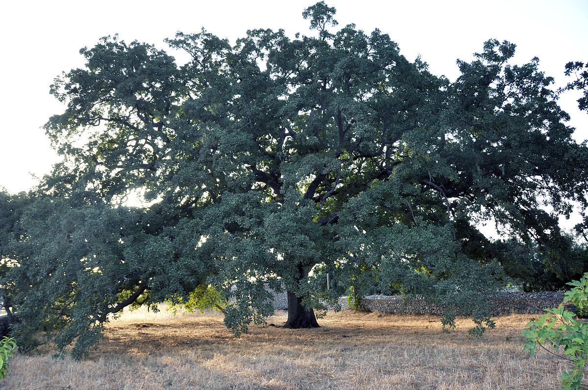 Quercia_vallonea