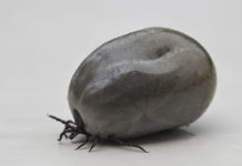 Contagi da encefalite da zecche nell’Alto Vicentino. Interrogazione Luisetto (Pd): “Zona con numerosi casi, rendere gratuito il vaccino” encefalite da zecche, potenziare le vaccinazioni