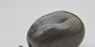 Contagi da encefalite da zecche nell’Alto Vicentino. Interrogazione Luisetto (Pd): “Zona con numerosi casi, rendere gratuito il vaccino” encefalite da zecche, potenziare le vaccinazioni