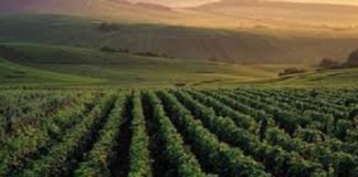 Dalla Marna al Rodano. “Wine Specialists Journal”: Champagne rosé e rossi biologici francesi Valle della Marna, credits france.fr