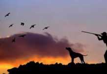 Caccia in Veneto: Tar sospende il calendario venatorio in aree montane. Le reazioni della politica Caccia in Veneto calendario venatorio