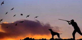 Caccia in Veneto: Tar sospende il calendario venatorio in aree montane. Le reazioni della politica Caccia in Veneto calendario venatorio