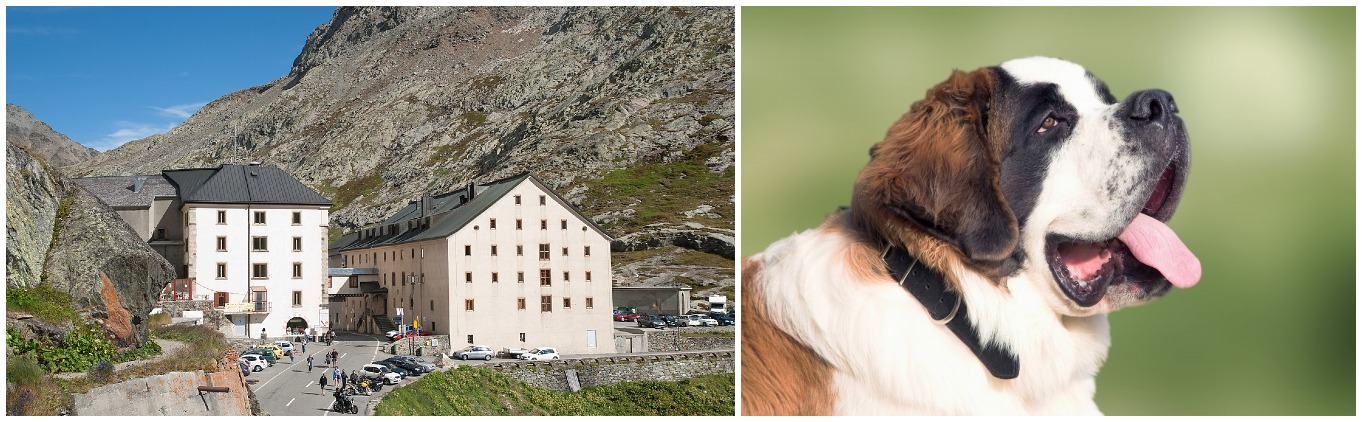 cane e ospizio gran san bernardo