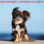 Gli animali domestici rischiano un colpo di sole?