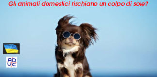 Gli animali domestici rischiano un colpo di sole?