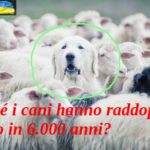 Perché i cani hanno raddoppiato il peso in 6.000 anni?