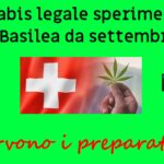 Cannabis legale sperimentale a Basilea da settembre. Fervono i preparativi
