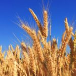 Codici: il settore agroalimentare minacciato da speculazioni e contraffazione