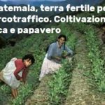 Guatemala, terra fertile per narcotraffico. Coltivazioni di coca e papavero