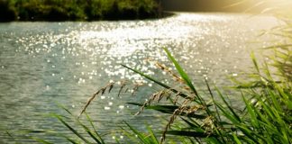 Moria di pesci Ponte di Debba, fenomeno naturale causato da temperatura e carenza di acqua