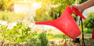 Crisi idrica a Vicenza, assessore Siotto: “Adottare buone pratiche per ridurre l’uso dell’acqua” Crisi idrica