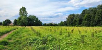La passeggiata “partecipata” nel Bosco urbano di Maddalene, Rucco (candidato del centrodestra): “Dopo Venezia sarà Vicenza la capitale del Veneto sostenibile” Bosco urbano di Maddalene